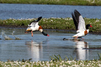 Bergeend / Shelduck - Wognum