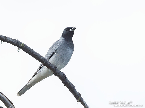 Zwartmaskerrupsvogel / Black-faced Cockoo-shrike - Noosa