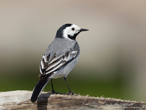 Witte Kwikstaart / White Wagtail - Den Oever