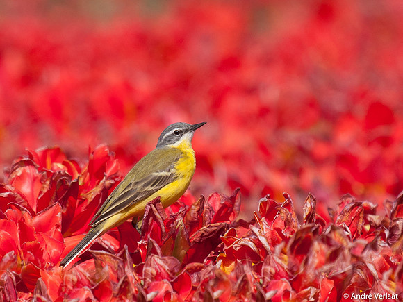 Gele Kwikstaart / Western Yellow Wagtail - Leekermeer