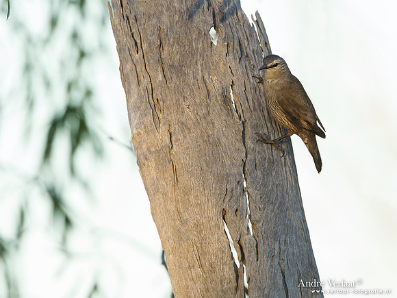Grijze Kruiper / Brown Treecreeper - Bowra Sanctuary