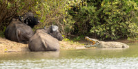 Nile Crocodile / Nijl Krokodil - Nyerere Nat. Park