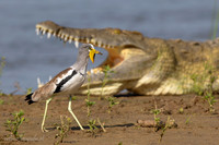 Tanzania - 2025