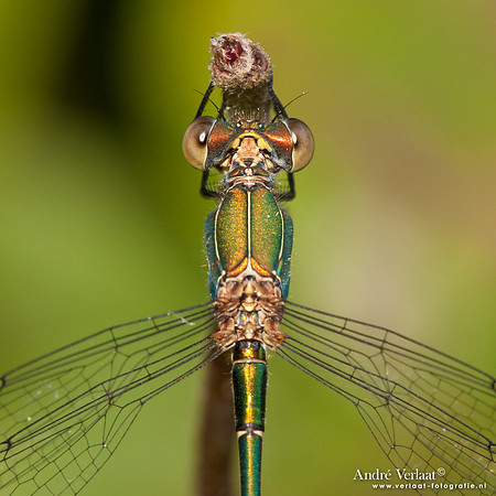 Houtpantserjuffer / Willow Emerald Damselfly - Wognum