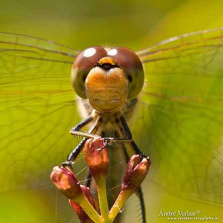 Steenrode heidelibel / Vagrant darter - Wognum