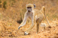 Baboon / Baviaan - Nyerere National Park