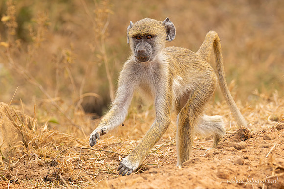 Baboon / Baviaan - Nyerere National Park