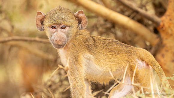 Baboon / Baviaan - Nyerere National Park