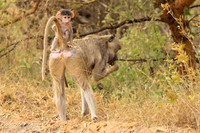 Baboon / Baviaan