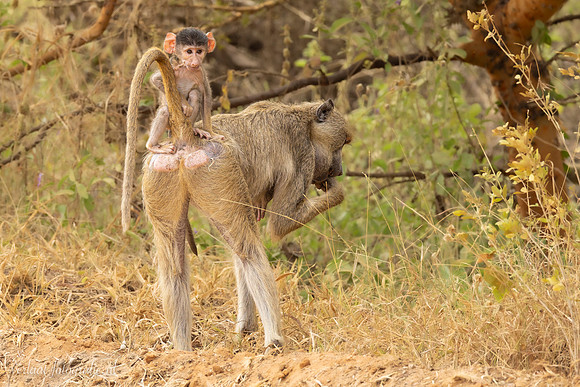 Baboon / Baviaan - Nyerere National Park