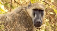 Baboon / Baviaan - Nyerere National Park
