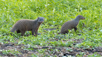 Banded mongoose / Zebramangoeste