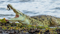 Nile Crocodile / Nijl Krokodil