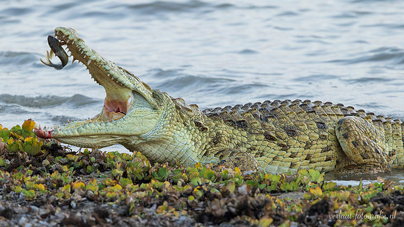 Nile Crocodile / Nijl Krokodil - Nyerere Nat. Park