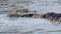 Nile Crocodile / Nijl Krokodil - Nyerere Nat. Park
