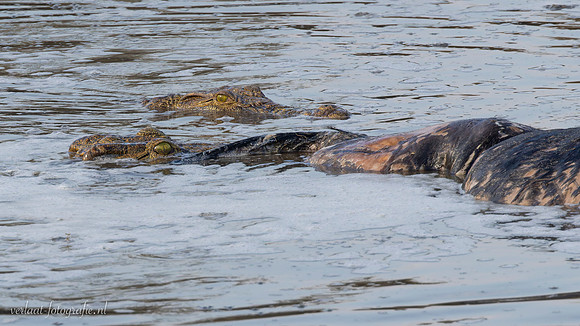 Nile Crocodile / Nijl Krokodil - Nyerere Nat. Park