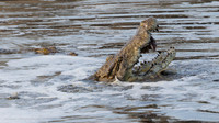 Nile Crocodile / Nijl Krokodil - Nyerere Nat. Park