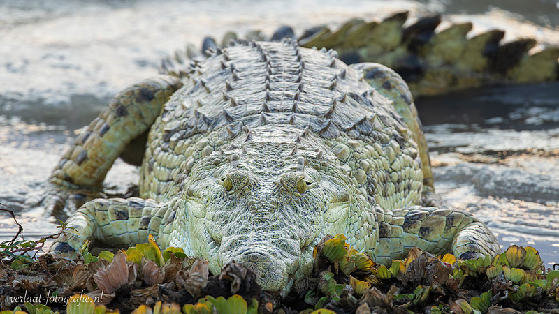 Nile Crocodile / Nijl Krokodil - Nyerere Nat. Park