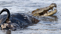 Nile Crocodile / Nijl Krokodil - Nyerere Nat. Park