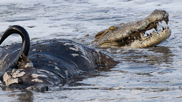 Nile Crocodile / Nijl Krokodil - Nyerere Nat. Park