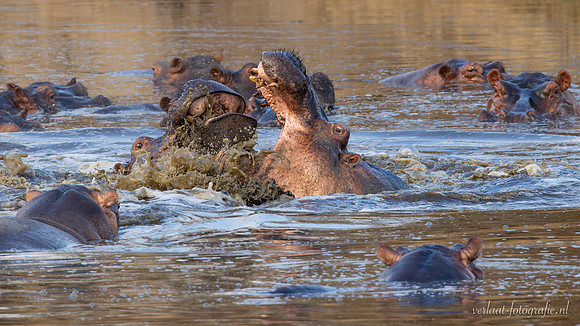 Hippopotamus / Nijlpaard - Nyerere National Park