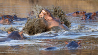 Hippopotamus / Nijlpaard - Nyerere National Park