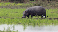 Hippopotamus / Nijlpaard - Nyerere National Park