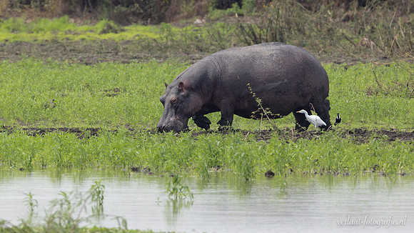 Hippopotamus / Nijlpaard - Nyerere National Park
