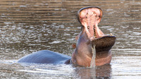 Hippopotamus / Nijlpaard - Nyerere National Park
