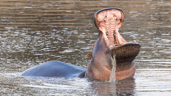 Hippopotamus / Nijlpaard - Nyerere National Park