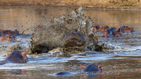 Hippopotamus / Nijlpaard - Nyerere National Park