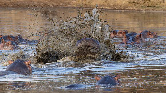 Hippopotamus / Nijlpaard - Nyerere National Park