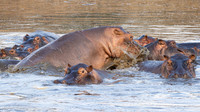 Hippopotamus / Nijlpaard - Nyerere National Park