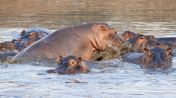 Hippopotamus / Nijlpaard - Nyerere National Park