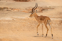 Impala / Impala - Nyerere National Park