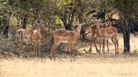 Impala / Impala