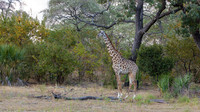 Masai giraffe / Masaigiraffe - Nyerere National Park
