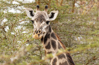 Masai giraffe / Masaigiraffe - Nyerere National Park