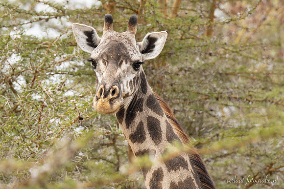 Masai giraffe / Masaigiraffe - Nyerere National Park