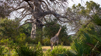 Masai giraffe / Masaigiraffe - Nyerere National Park