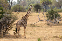 Masai giraffe / Masaigiraffe