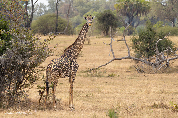 Masai giraffe / Masaigiraffe - Nyerere National Park