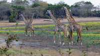 Masai giraffe / Masaigiraffe - Nyerere National Park