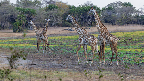 Masai giraffe / Masaigiraffe - Nyerere National Park
