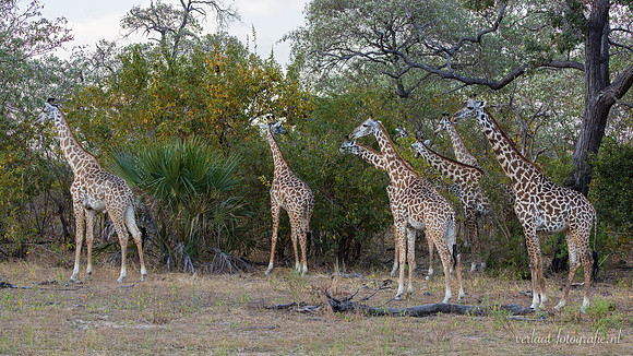 Masai giraffe / Masaigiraffe - Nyerere National Park