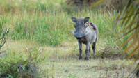 Warthog / Knobbelzwijn