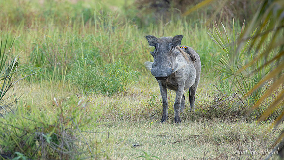 Warthog / Knobbelzwijn - Nyerere National Park