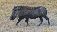 Warthog / Knobbelzwijn - Nyerere National Park