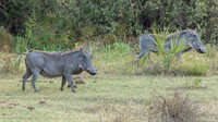 Warthog / Knobbelzwijn - Nyerere National Park