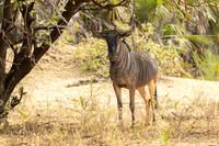Wildebeest / Gnoe
